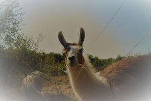 Sejours a la ferme Loire Valley Llama Farm Stay : photos des chambres