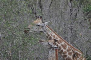Hazyview Buffalo Game Lodge