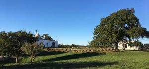 Masseria Croce Piccola - Wineyard