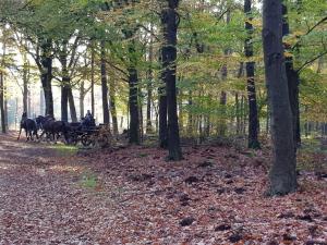 Reewold Veluwe