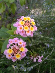 Agriturismo Villa Coluccia