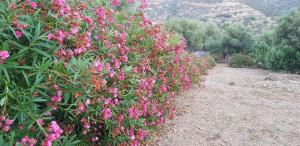 Villa Nisi Rethymno Greece