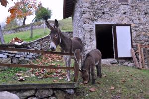 Agriturismo Barcola