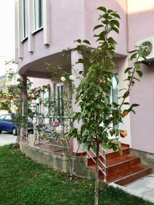Apartmani Milanovic Susanj