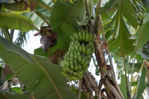 Chansor Homestay 5 By Siem Reap Homesteading