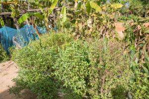 Chansor Homestay 5 By Siem Reap Homesteading