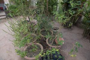 Chansor Homestay 7 By Siem Reap Homesteading