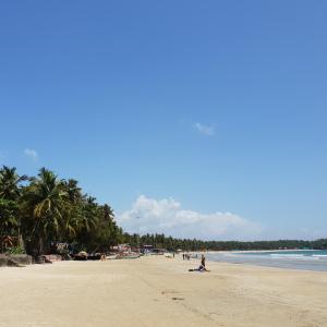 Palm Forest Palolem