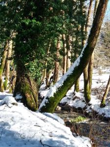 Chalet Coquelicot (Co-cli-co) relax in nature Achaia Greece