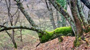 Chalet Coquelicot (Co-cli-co) relax in nature Achaia Greece