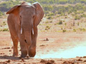 Addo Elephant Safari Lodge - Bellevue Forest Reserve