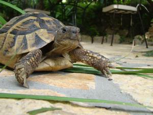 Turtle Apartments