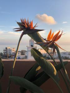 Traditional Moroccan House - 4-star hotels in Taghazout