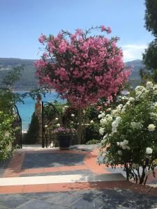 Roditses Beach Sea Front Apartments Samos Greece