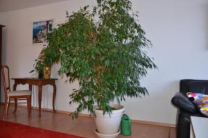 Ferienwohnung Pascale