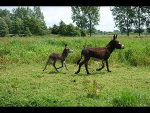 Sejours a la ferme La Ferme De Tigny : photos des chambres