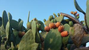 casa di campagna dal pozzo img40