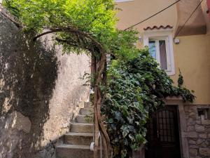 Family house in the old center