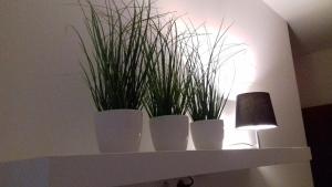 Molo Wellness Garden