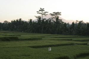 Jl. Lanyahan, Br. Nagi, Ubud, Gianyar, Bali 80571, Indonesia.