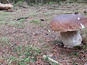 Hotel Beau Rivage and Restaurant Koulic