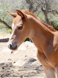 Country House S'Ozzastru img40