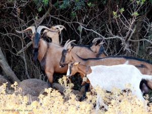 Country House S'Ozzastru img42