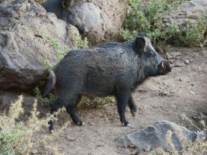 Country House S'Ozzastru img37