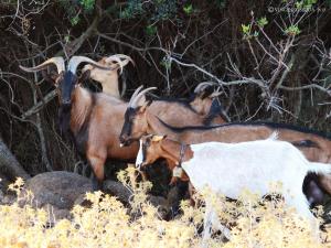 Country House S'Ozzastru img39