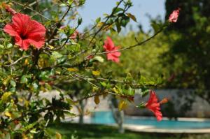 Villa Martha Spetses Greece