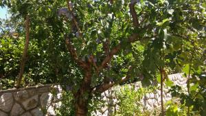 Apartmani Vitković II Cres