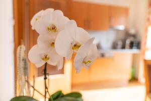 Appartementhaus Steirergasse by Schladming-Appartements