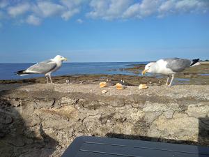 B&B / Chambres d'hotes La Rose des Mers : photos des chambres