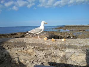 B&B / Chambres d'hotes La Rose des Mers : photos des chambres