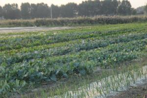 Ca Vascon Alloggio Agrituristico