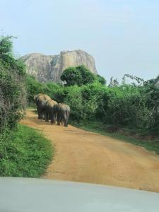 Yala Dream Park