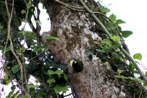 Hotel Bosque Verde Lodge