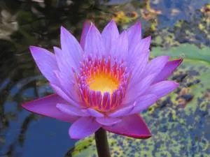 Jardines Secretos - Chimirol