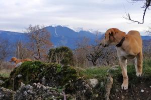 Orias Guesthouse & Farm Achaia Greece