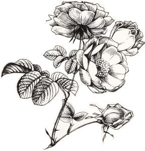 B&B Duinroos De Koog - Texel