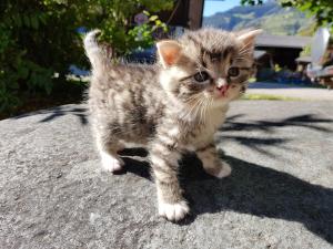 Bio-Bauernhof Auernig