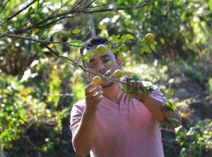 Orange Orchard