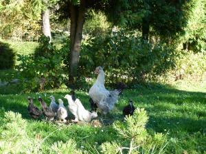 Agroturystyka u Psotki