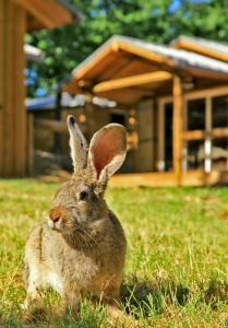 Villages vacances Albirondack Camping Lodge & Spa : photos des chambres