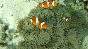 比达拉小屋旅馆 - Labuhanpandan