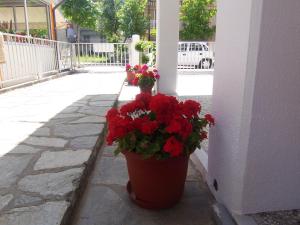 Dimitra's Apartments Olympos Greece