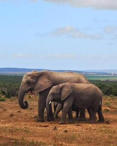 . Harmony Game Lodge