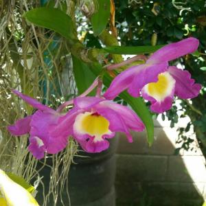 Casas Vacacionales La Cima