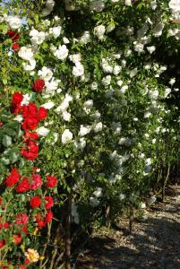 B&B / Chambres d'hotes MAS DES FIGUES - Mas XVIIIe tres calme - Certifie Biologique FRBio10 - jardin naturel ecologique - piscine 12x6 - Copieux brunch paysan mediterraneen cuisine du jardin huile d'olive - Agritourisme Alpilles Saint Remy de Provence du 01 mai au 30 septembre : photos des chambres