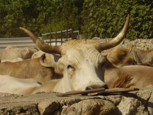 Agriturismo Cuile de Molino img58